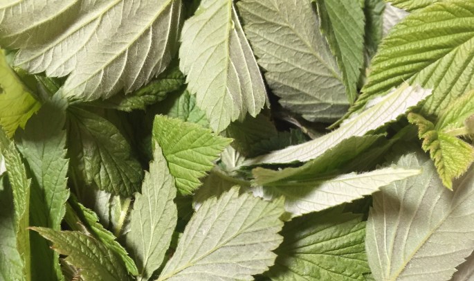 Raspberry Leaves