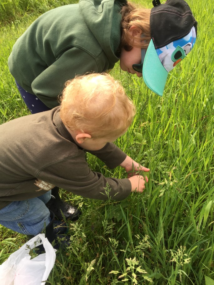 Children picking raspberry leaves.