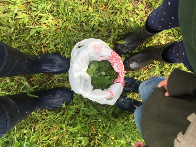 Picking Raspberry Leaves