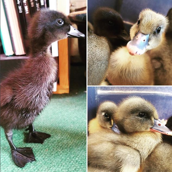 Screenshot 2018-04-25 at 5.20.25 PM - Edited