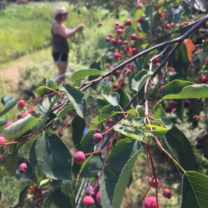 Juneberries on tree.