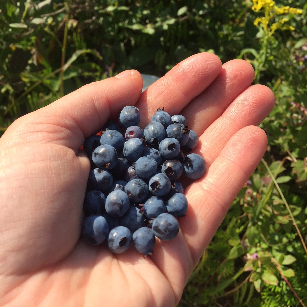 Wild blueberries in hand.