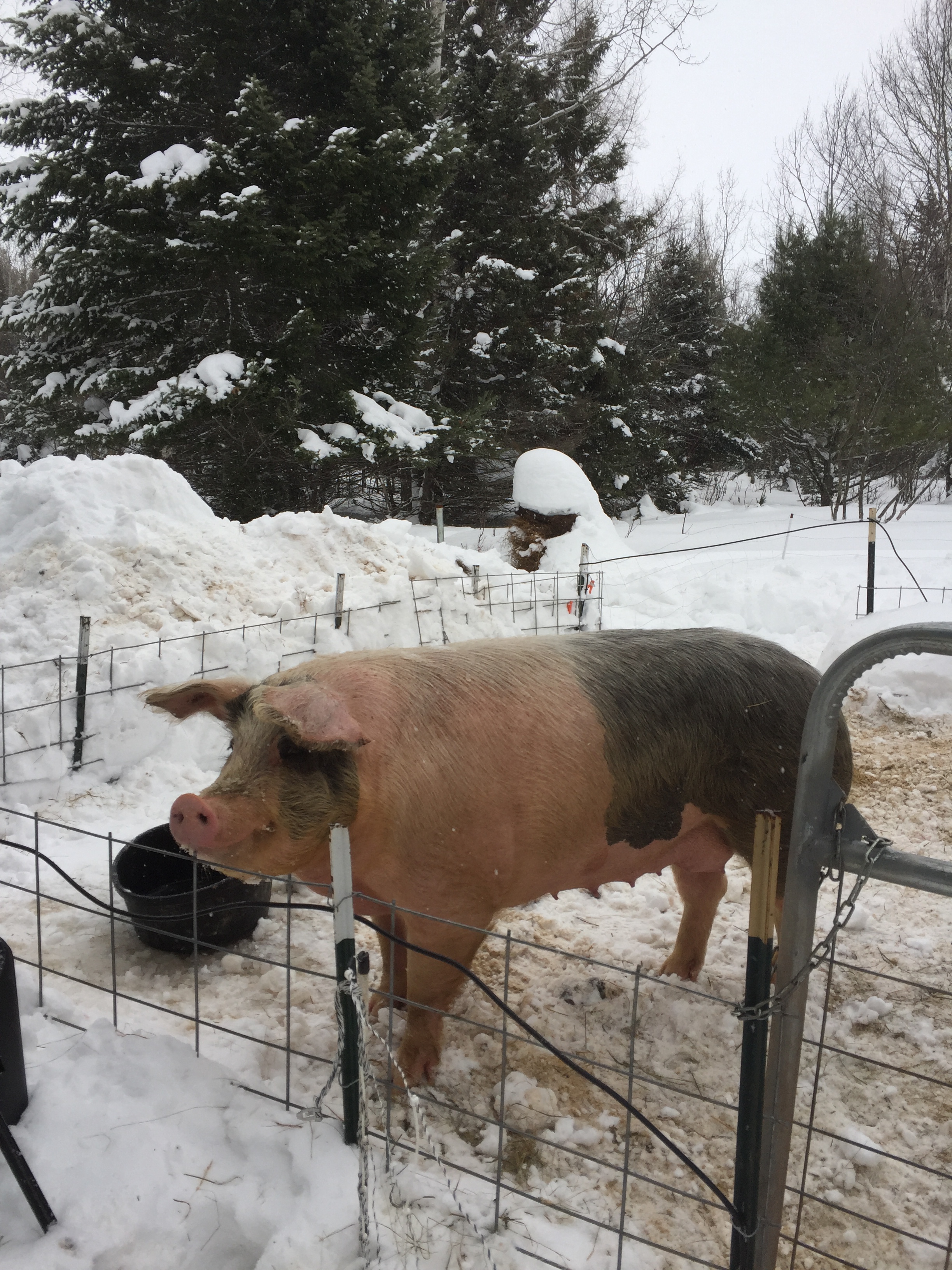 Big pink pig in snow