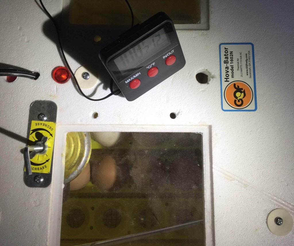 eggs in incubator